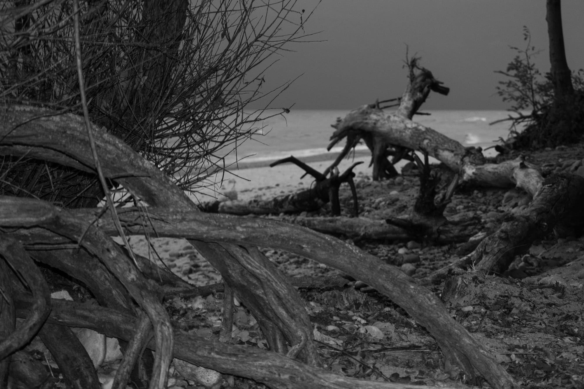 A bundle of dead branches litters the beach.