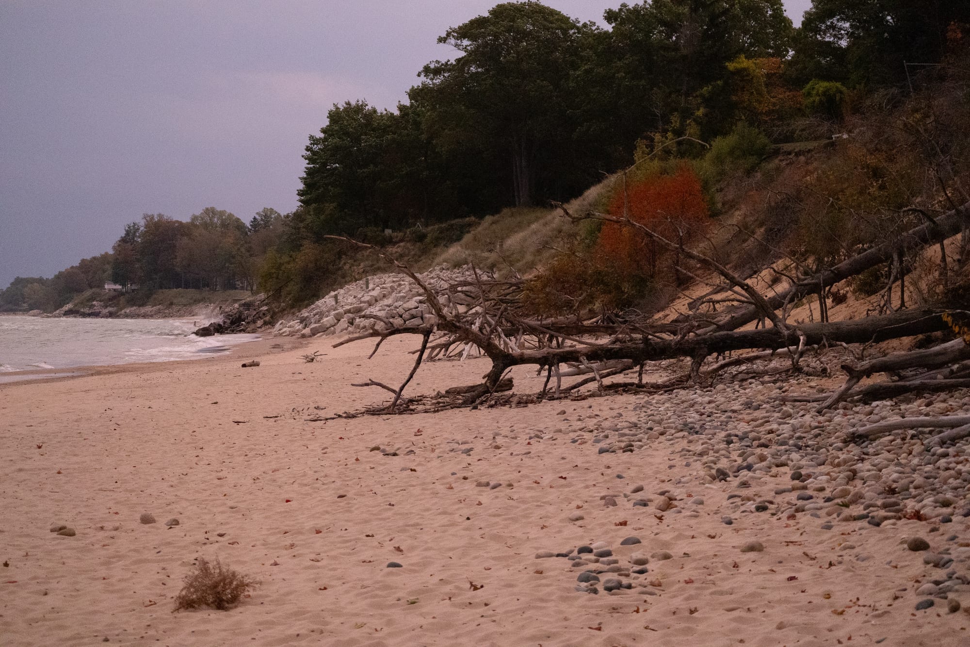 A dead tree has fallen over on the beach.