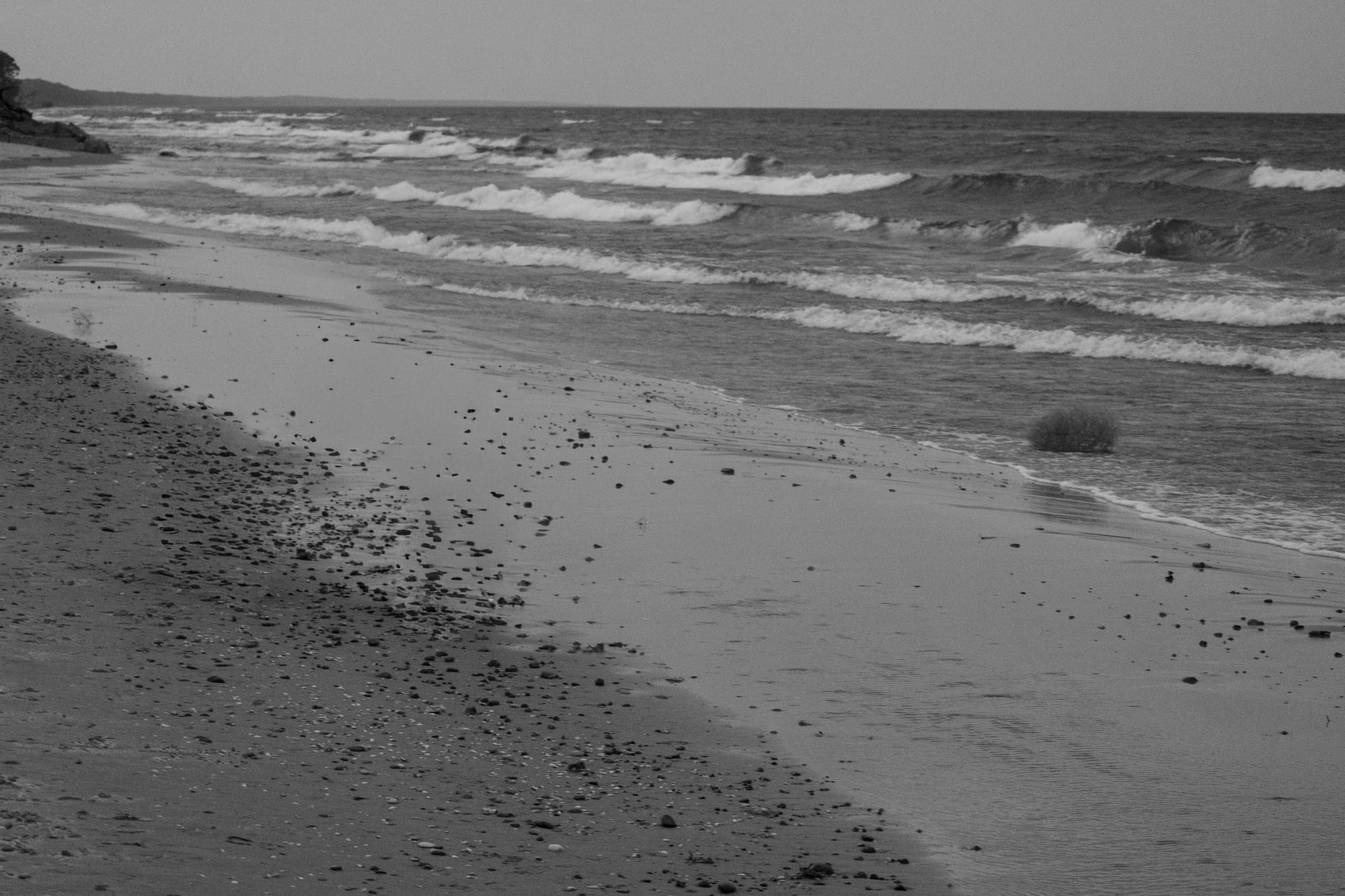 A tumbleweed on the beach.