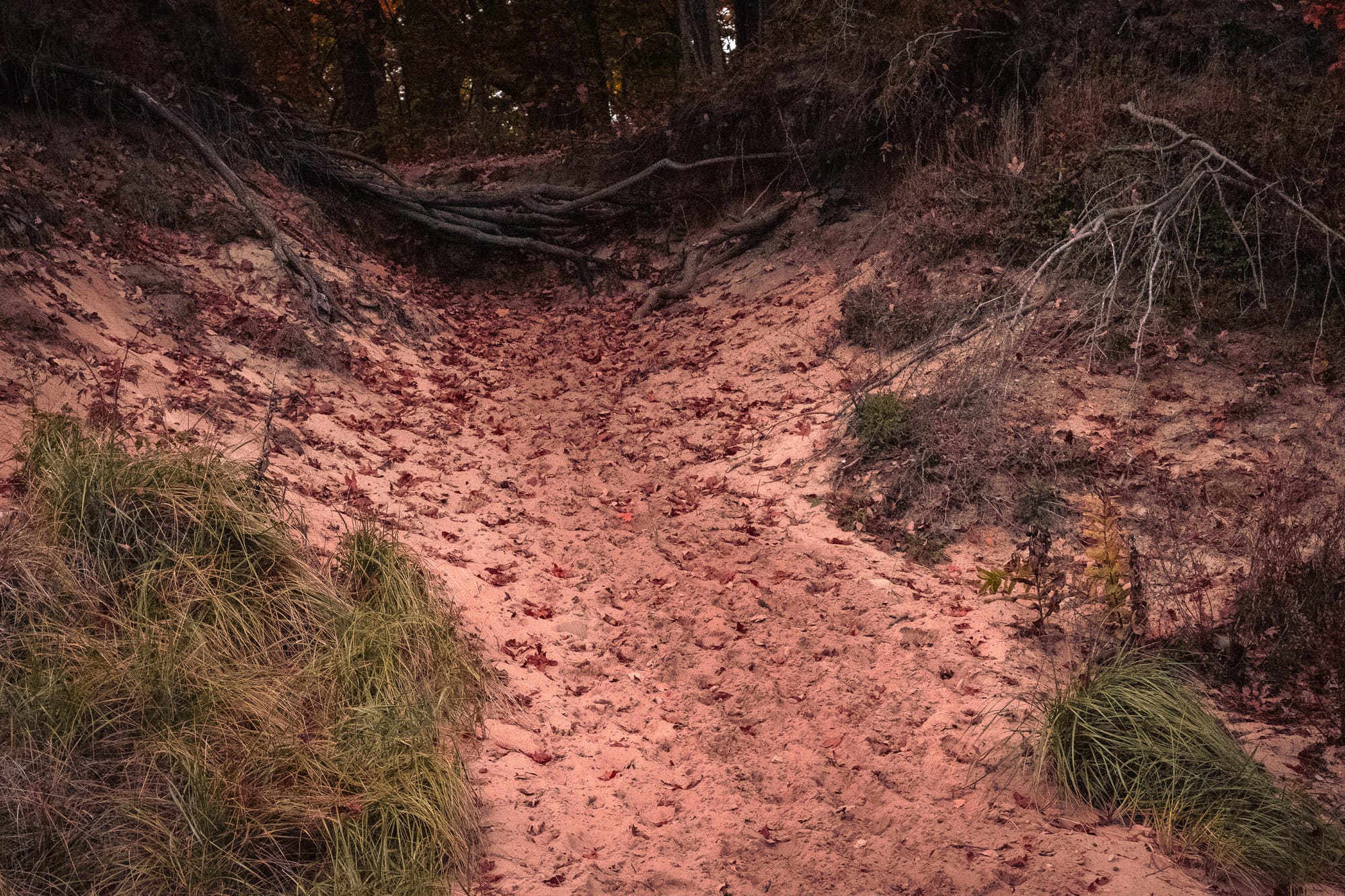 A small gulley full of leaf litter.
