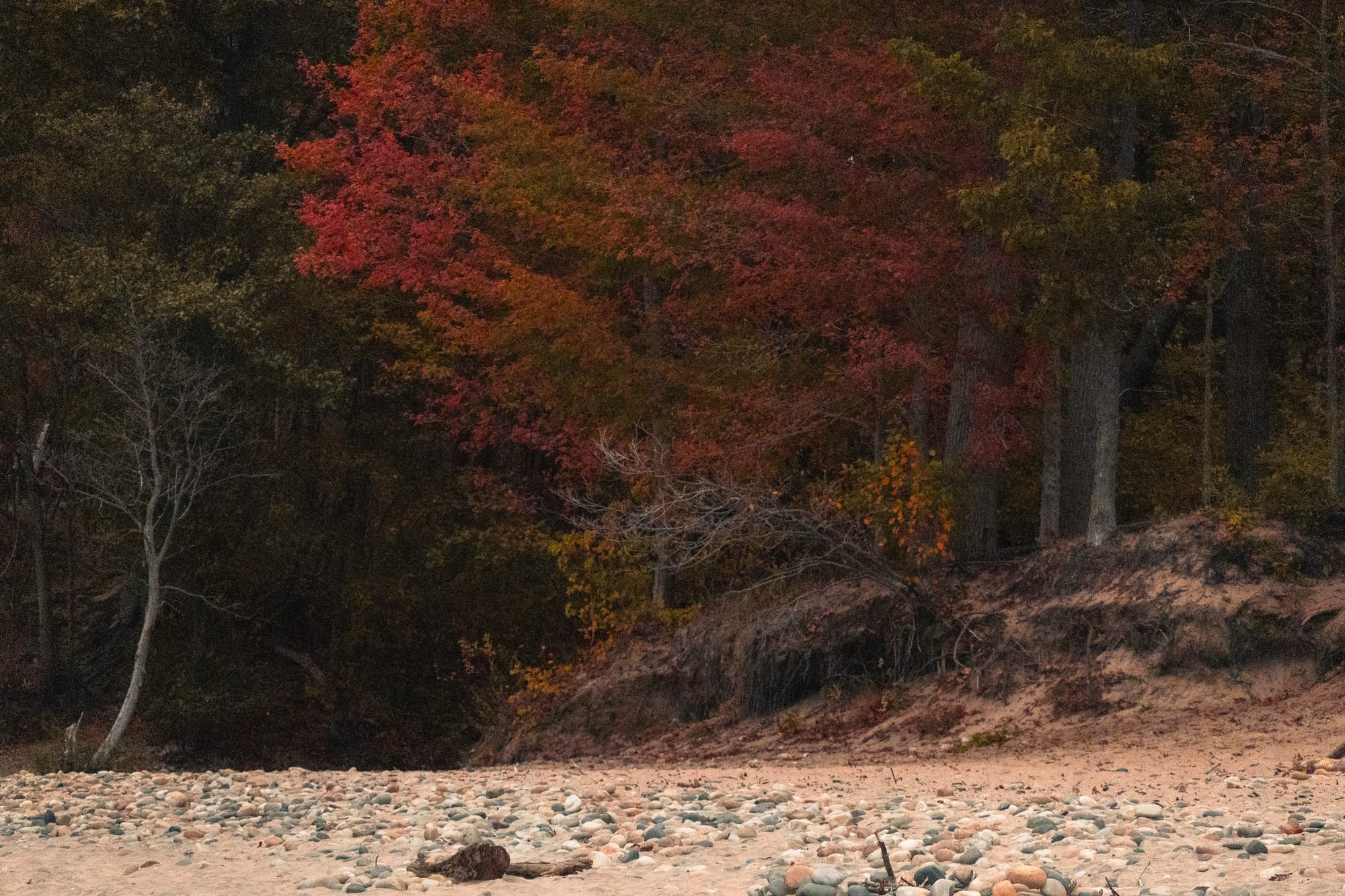 Autumn leaves overhang the beach.