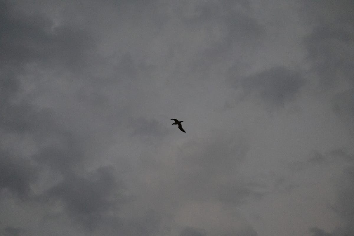 A lone seagull in the sky.