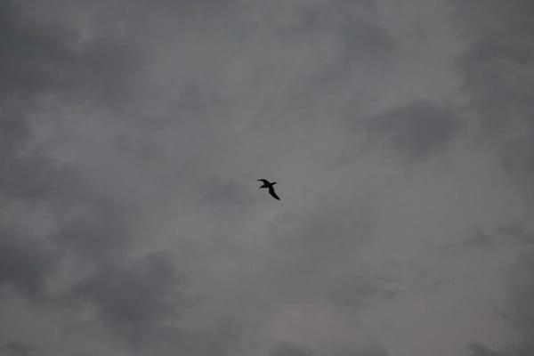 A lone seagull in the sky.