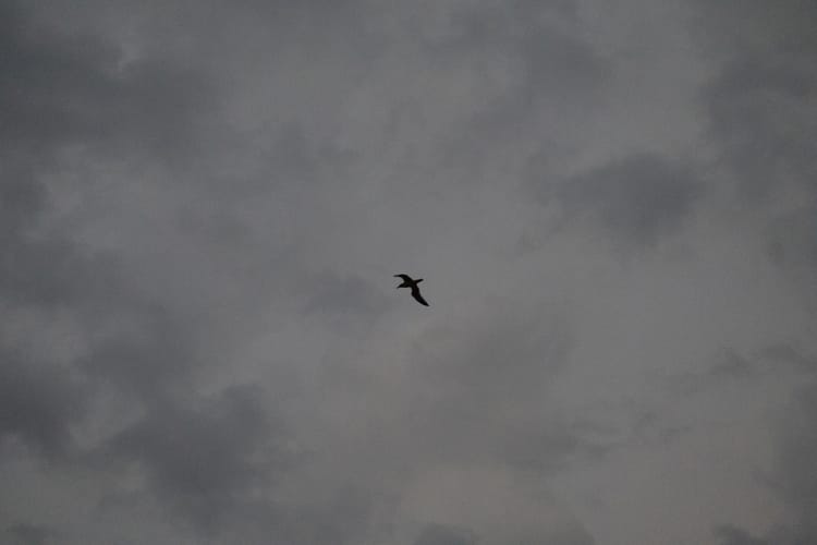 A lone seagull in the sky.