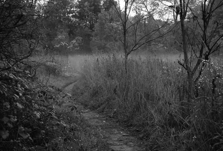A foggy, winding path through the woods.